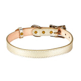Large Dog Collar